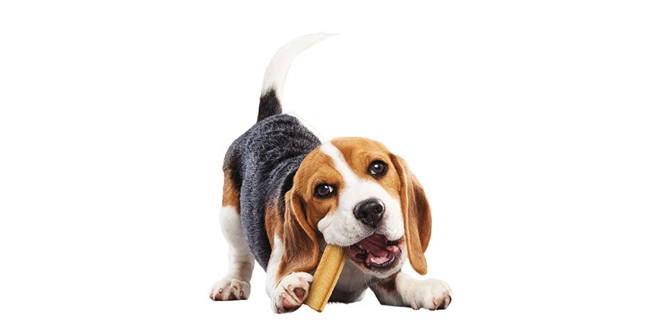 Alimentos adecuados para limpieza dental en perros Alimentos adecuados para limpieza dental en perros