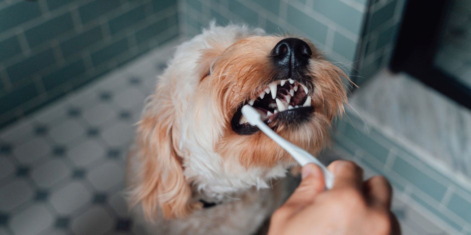 Limpieza dental perros, Cómo hacerlo Limpieza dental perros, Cómo hacerlo