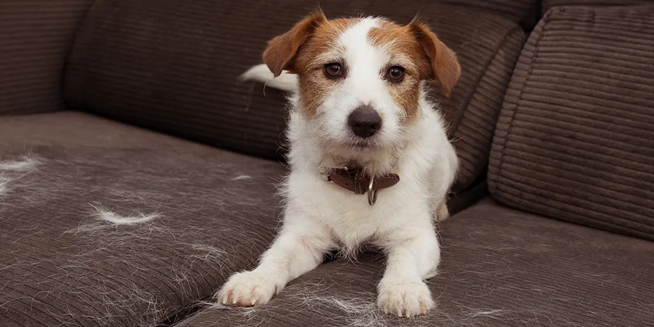 purina-que-hacer-con-la-caida-de-pelo-en-perros.png