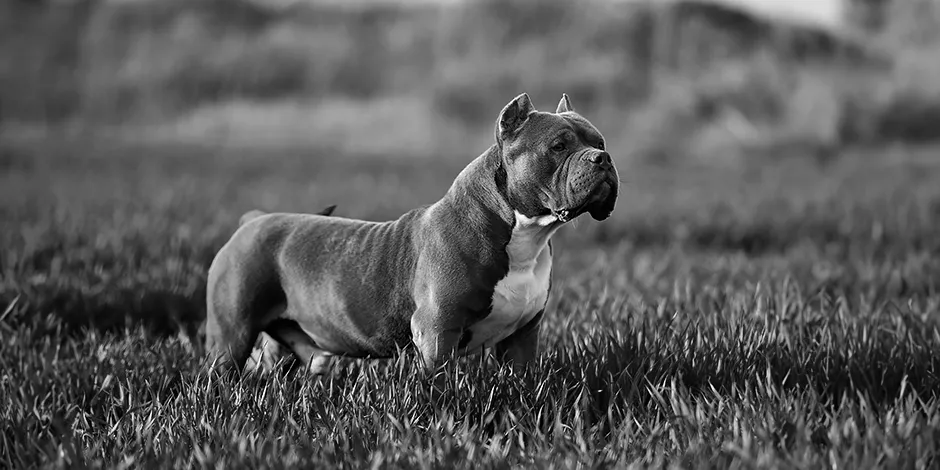 AMERICAN BULLY 940X470 2 ORIGEN.png