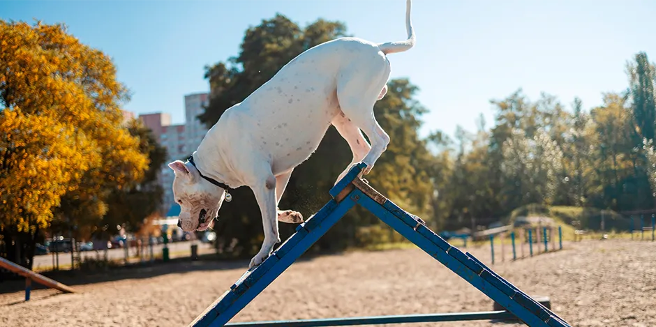 AMERICAN BULLY 940X470 5 ENTRENAMIENTO.png