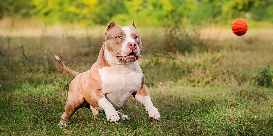 AMERICAN BULLY 940X470 6 EJERCICIO.png