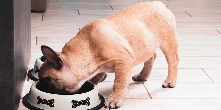 BULLDOG FRANCES 940X470 7 ALIMENTO.png