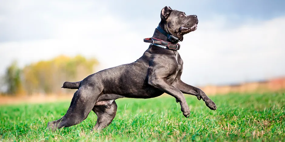 CANE CORSO 940X470 4 EJERCICIO.png