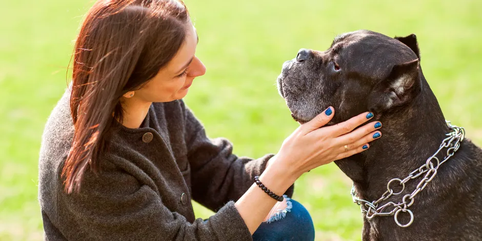 CANE CORSO 940X470 8 CARACTER.png