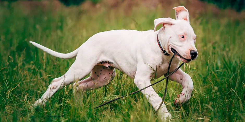 DOGO ARGENTINO 940X470 6 EJERCICIO.png