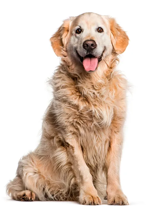 GOLDEN RETRIEVER 480X684.png