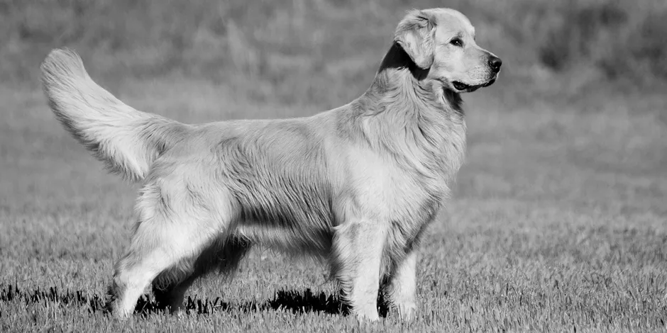 GOLDEN RETRIEVER 940X470 2 ORIGEN.png