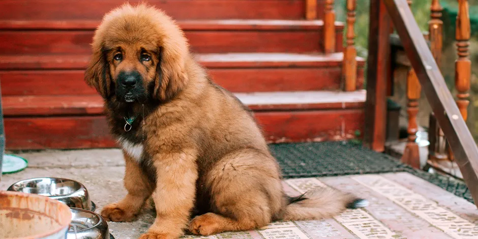 MASTÍN-TIBETANO-940X470-ALIMENTO.png