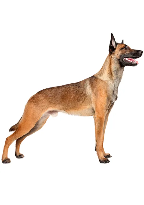 PASTOR BELGA MALINOIS 480X684.png