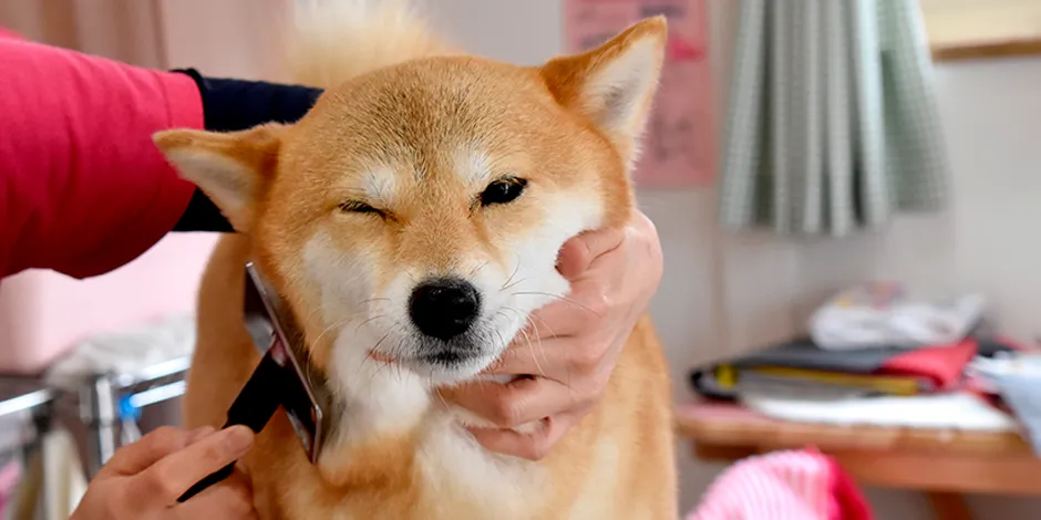 SHIBA INU 940X470 5 ASEO.png