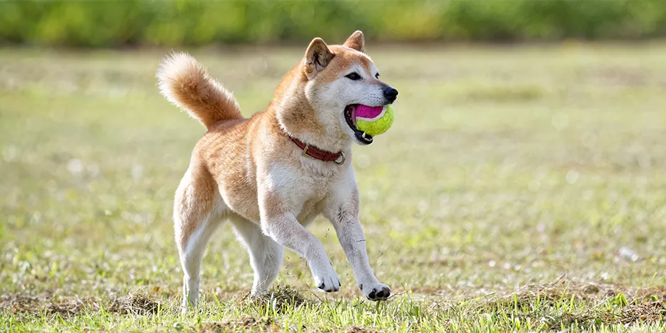 SHIBA INU 940X470 6 EJERCICIO.png