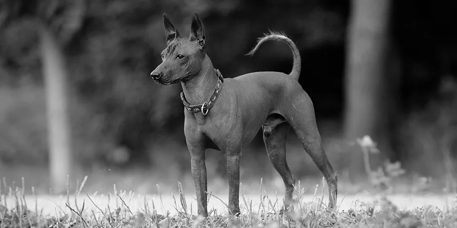 XOLOITZCUINTLE 2 940x470 2 ORIGEN.png