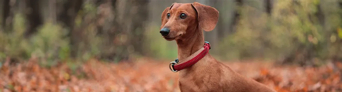 purina-conoce todo-acerca-del-dachshund-perro-salchicha.jpg.png