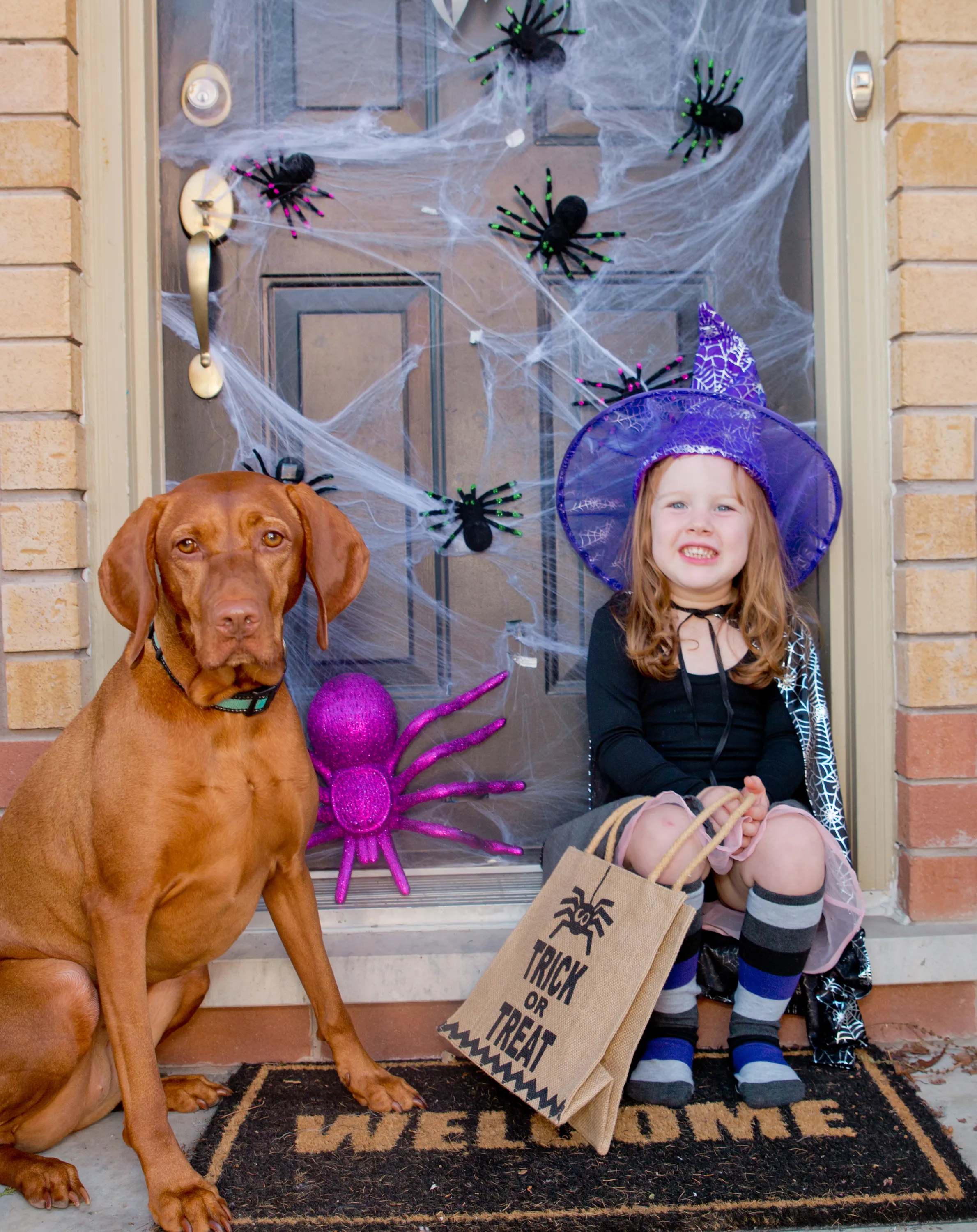 Niña pequeña personificando a una brujita celebrando Halloween junto a su mascota de raza grande, color café, que no usa ningún disfraz para perros.