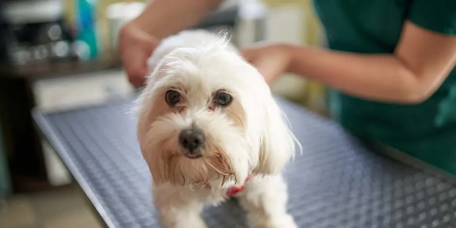 La esterilización de perros garantiza su bienestar, como con este can de color blanco, junto a un veterinario. 