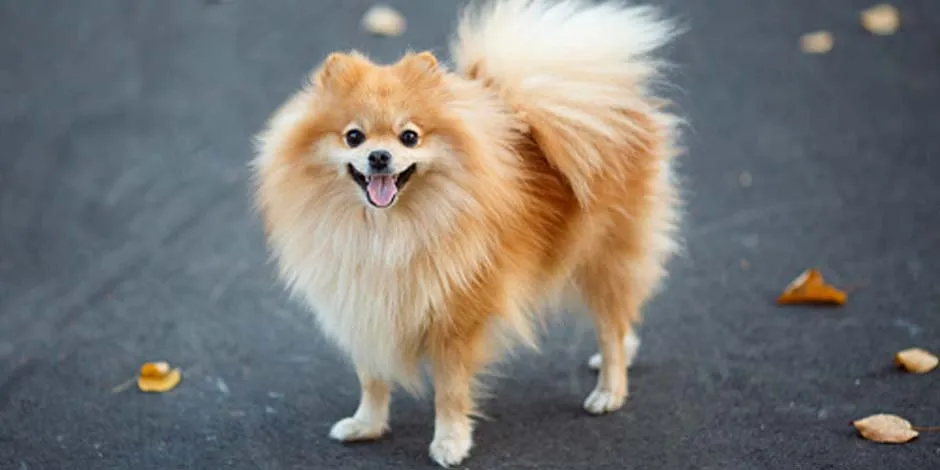 Razas de perros pequeños como este pomerania color dorado, sonriente en medio de la calle junto a varias hojas caídas durante el otoño.