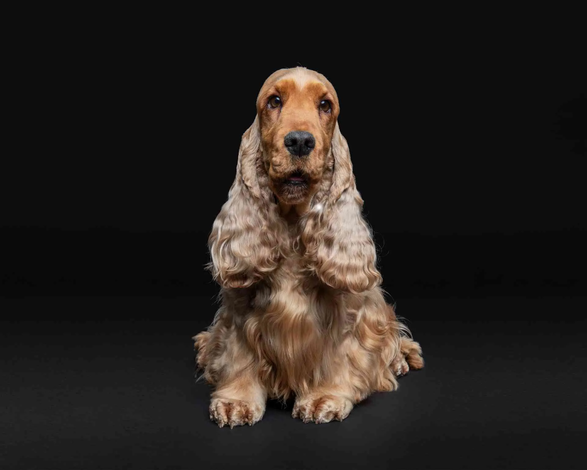 Una de las razas de perros medianos más fáciles de entrenar es el cocker spaniel, como este de color beige. 