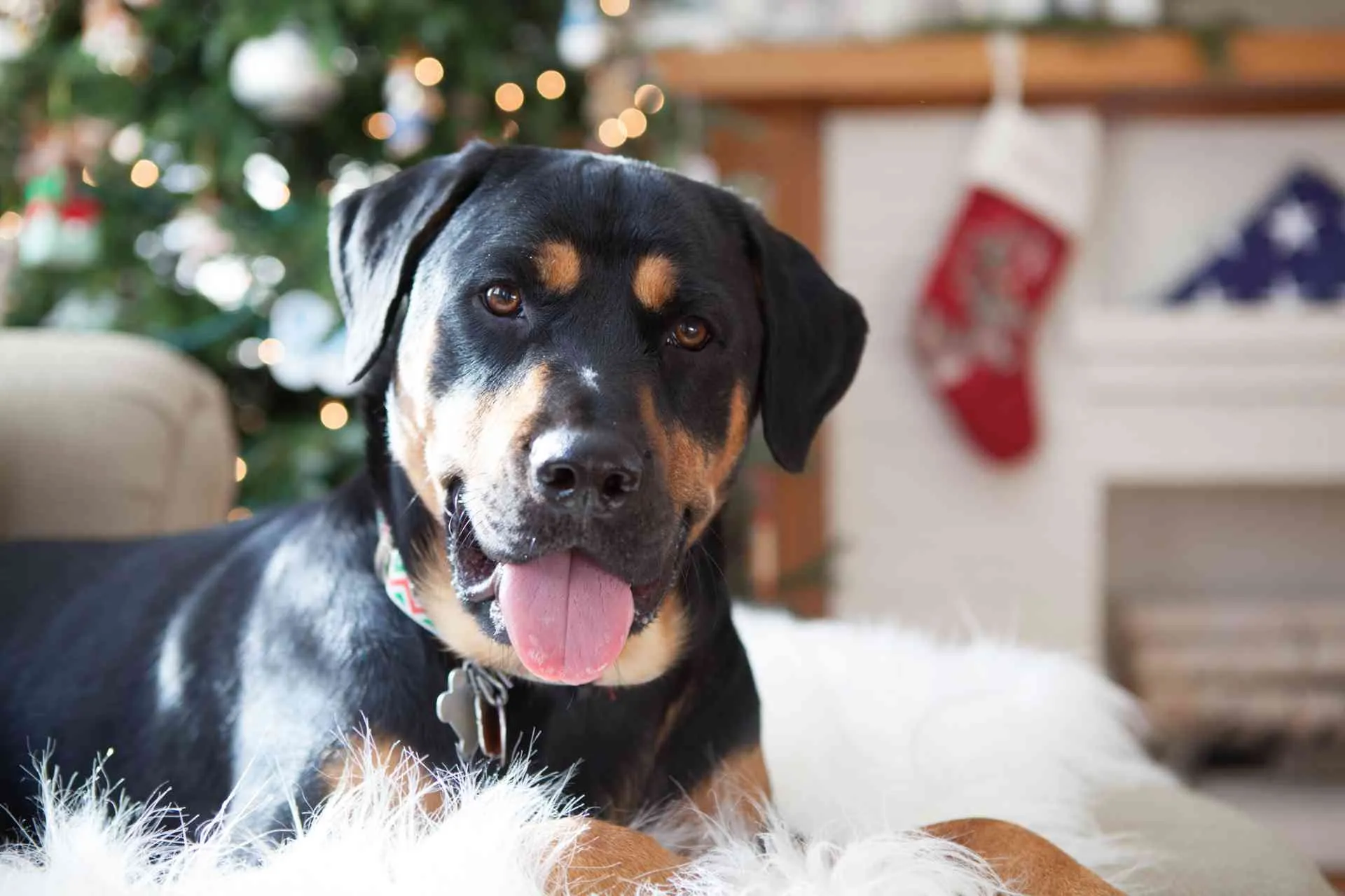 Las razas de perros medianos son perfectas para ser guardianes. Ejemplo de eso es este rottweiler negro.