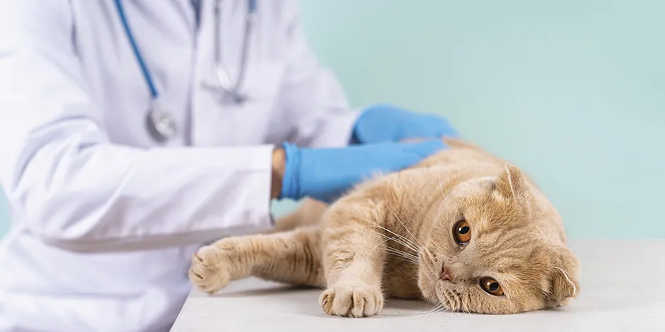 Posiblemente este gato ingrese a cirugía por lo que después usará un collar isabelino, para que no se moleste las suturas o vendas. 