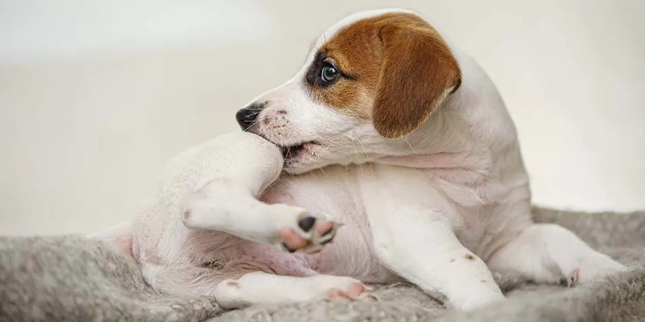 Jack Russell mordiéndose por posibles molestias por parásitos. Para evitarlo, un veterinario le puede colocar un collar isabelino. 