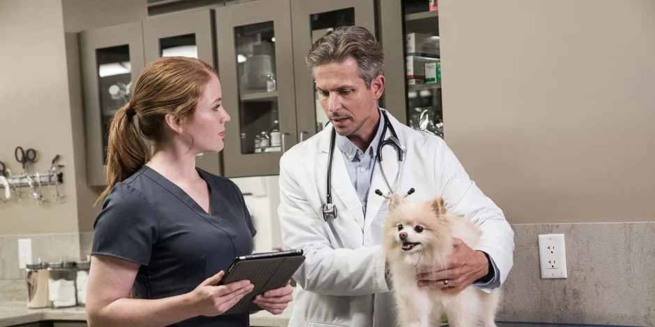 Estos veterinarios determinan si este pomerania debe usar collar isabelino. 